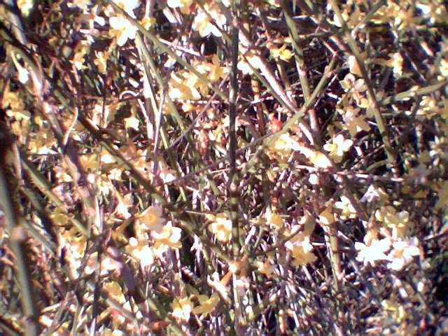 Jasminum nudiflorum  -Goli, pozimni jasmin (na koncu cvetenja)
Avtor: katrinca, rastline.