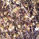 Jasminum nudiflorum  -Goli, pozimni jasmin (na koncu cvetenja)
Avtor: katrinca, rastline.