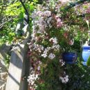 Jasminum - Jasmin Avtor: potonka rastline.mojforum.s