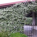 Jasminum - Jasmin
Avtor: nsns
rastline.mojforum.si