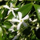 Jasminum - Jasmin
Avtor: nsns
rastline.mojforum.si