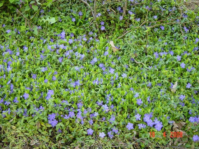 Vinca minor - Zimzelen(avtohtoni)     
Avtor: muha 
rastline.mojforum.si