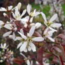 Amelanchier - Šmarna hrušica