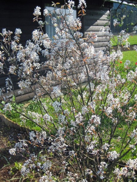 Amelanchier - Šmarna hrušica
Avtor: zupka
rastline.mojforum.si