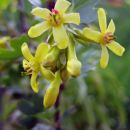 Ribes odoratum - Okrasni ribez
Avtor: zupka
rastline.mojforum.si