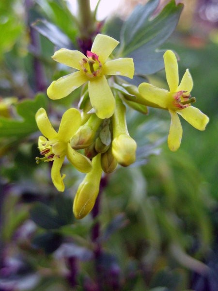 Ribes odoratum - Okrasni ribez
Avtor: zupka
rastline.mojforum.si