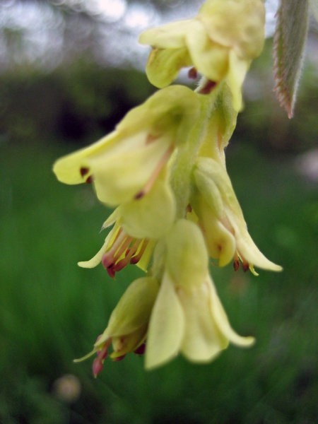 Corylopsis - Leskovec
Avtor: zupka
rastline.mojforum.si