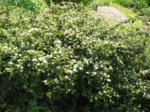 Cotoneaster - Panešpljica
Avtor: magnolija
rastline.mojforum.si