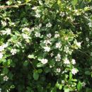 Cotoneaster - Panešpljica
Avtor: magnolija
rastline.mojforum.si