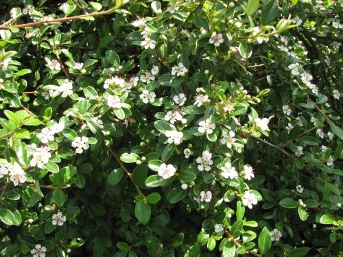 Cotoneaster - Panešpljica
Avtor: magnolija
rastline.mojforum.si