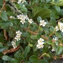 Cotoneaster - Panešpljica
Avtor: katrinca
rastline.mojforum.si