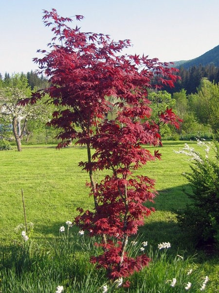 Acer palmatum - Pahljačasti javor
Avtor: zupka
rastline.mojforum.si