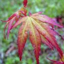 Acer palmatum 'Katsura' 
Avtor: zupka
rastline.mojforum.si