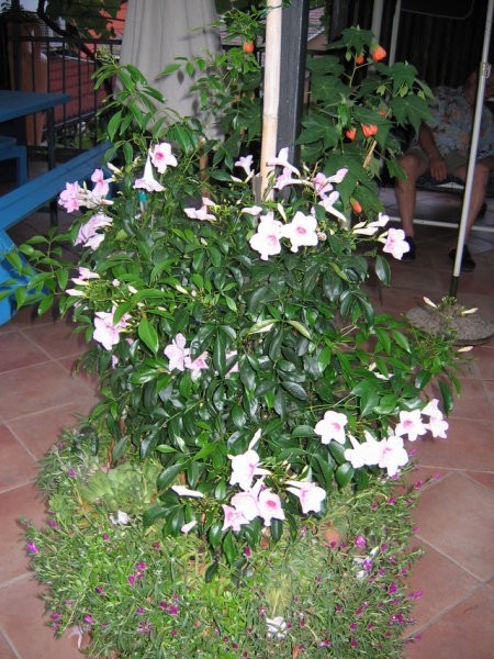 Pandorea jasminoides - jasminova troba
Avtor: potonka
rastline.mojforum.si