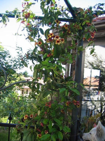 BIGNONIA-CAPREOLATA DOXANTHA
Avtor: potonka
rastline.mojforum.si