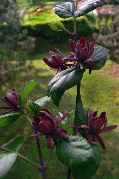 Calycanthus floridus - Floridski dišečnik
Avtor: pikapolonica
rastline.mojforum.si