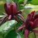 Calycanthus floridus - Floridski dišečnik
Avtor: pikapolonica
rastline.mojforum.si