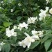 Philadelphus - Skobotovec, nepravi jasmin
Avtor: katrinca
rastline.mojforum.si