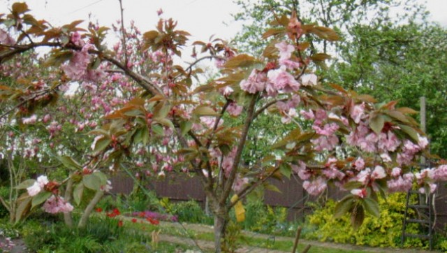 Prunus - Prunus, sliva, češnja
Avtor: katrinca
rastline.mojforum.si