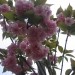 Prunus - Okrasna češnja
Avtor: Gretka*
rastline.mojforum.si