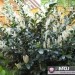 Prunus laurocerasus - lovorikovec
Avtor: Roža
rastline.mojforum.si