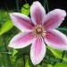 Clematis 'Dr. Ruppel'
 - Srobot   
Avtor: zupka 
rastline.mojforum.si