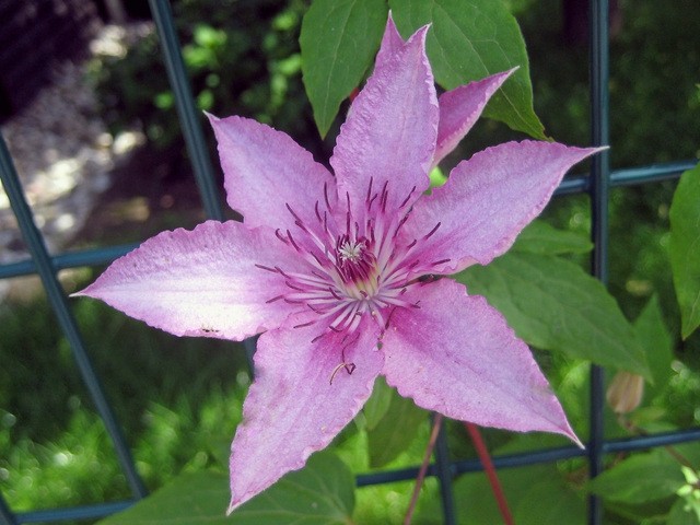 Clematis Pink Fantasy  - Srobot   
Avtor:  zupka
rastline.mojforum.si