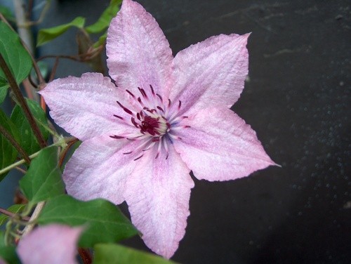 Clematis  - Srobot Avtor: katrinca
 rastline.mojforum.si