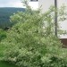 Cornus alba sibirica- Dren, svib(poletje), Avtor: zupka, rastline.mojforum.si