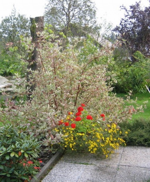 Cornus alba sibirica - Dren, svib(jesen), Avtor: zupka, rastline.mojforum.si