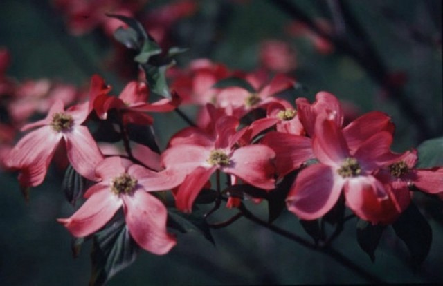 Cornus florida 