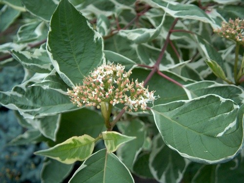 C.alba Sibirica - Beli dren (cvet) 
Avtor: katrinca
rastline.mojforum.si
