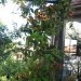 BIGNONIA-CAPREOLATA DOXANTHA
Avtor: potonka
rastline.mojforum.si