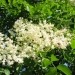 Sambucus nigra -Bezeg
Avtor: magnolija
rastline.mojforum.si