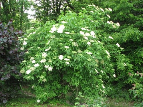 Sambucus nigra -Bezeg
Avtor: magnolija
rastline.mojforum.si