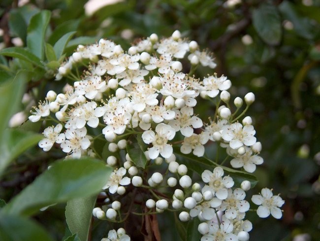 Pyracantha - Ognjeni trn
Avtor: katrinca
rastline.mojforum.si
