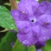 Brunfelsia pauciflora - Brunfelzija 
Avtor: potonka
rastline.mojforum.si