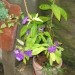 Brunfelsia pauciflora - Brunfelzija 
Avtor: potonka
rastline.mojforum.si