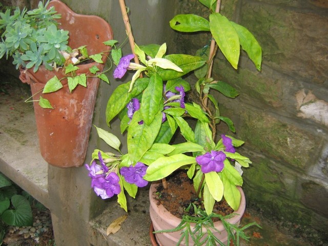 Brunfelsia pauciflora - Brunfelzija 
Avtor: potonka
rastline.mojforum.si