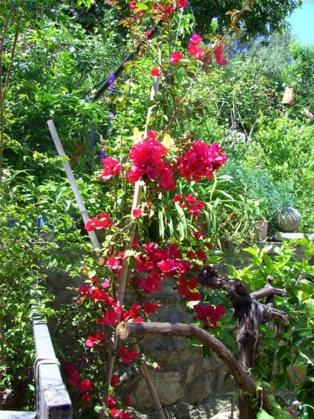 Bougainvillea - Bugenvileja
Avtor: potonka
rastline.mojforum.si