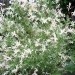Salix integra - Pisanolista japonska vrba
Avtor: katrinca
rastline.mojforum.si