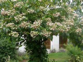 Chlerodendrum trichotomum - Navadni usodnik 
avtor: nsns
rastline.mojforum.si