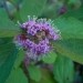 
Callicarpa bodinieri giraldii Profusion-kalikarpa 
Avtor: katrinca
rastline.mojforum.s