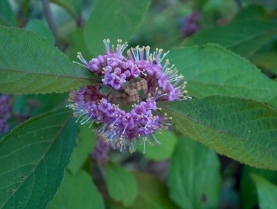 
Callicarpa bodinieri giraldii Profusion-kalikarpa 
Avtor: katrinca
rastline.mojforum.s