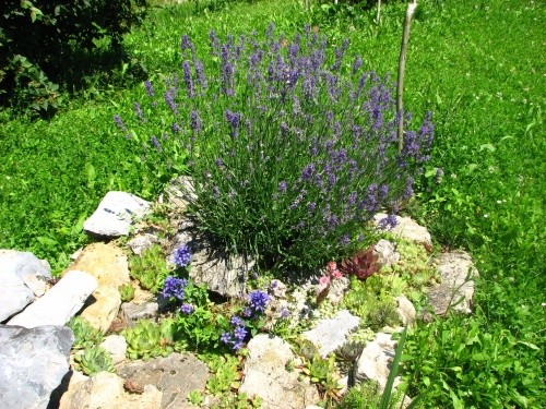 Lavandula - Sivka, Avtor: magnolija
rastline.mojforum.si