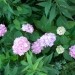 Hydrangea - hortenzija