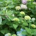 Hydrangea - Hortenzija
Avtor: katrinca
rastline.mojforum.si