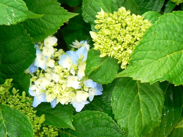 Hydrangea - Hortenzija
Avtor: vrtnarka
rastline.mojforum.si