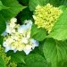 Hydrangea - Hortenzija
Avtor: vrtnarka
rastline.mojforum.si
