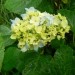 Hydrangea - Hortenzija
Avtor: vrtnarka
rastline.mojforum.si